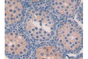 Detection of FABP9 in Mouse Testis Tissue using Polyclonal Antibody to Fatty Acid Binding Protein 9, Testis (FABP9) (FABP9 抗体  (AA 1-132))