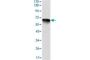 Western blot analysis using RPS6KA3 monoclonal antobody, clone 4E10  against recombinant human RPS6KA3 protein.