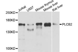 Western blot analysis of extracts of various cell lines, using PLCB2 antibody (ABIN5974500) at 1/1000 dilution. (Phospholipase C beta 2 抗体)