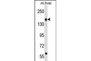 UBR1 Antibody (N-term) (ABIN1881972 and ABIN2839042) western blot analysis in mouse liver tissue lysates (35 μg/lane). (UBR1 抗体  (N-Term))