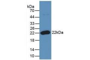 Western Blotting (WB) image for anti-Tumor Necrosis Factor (Ligand) Superfamily, Member 11 (TNFSF11) (AA 79-247) antibody (ABIN7426682)