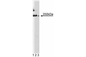 Western blot analysis of LR11 on a rat cerebrum lysate. (SORL1 抗体  (AA 1220-1337))