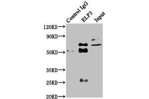 Immunoprecipitating ELP3 in HEK293 whole cell lysate Lane 1: Rabbit control IgG instead of ABIN7151580 in HEK293 whole cell lysate. (ELP3/KAT9 抗体  (AA 1-85))