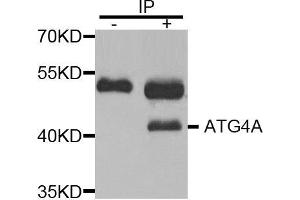 Immunoprecipitation (IP) image for anti-Autophagy related 4A Cysteine Peptidase (ATG4A) (AA 289-398) antibody (ABIN3023409) (ATG4A 抗体  (AA 289-398))