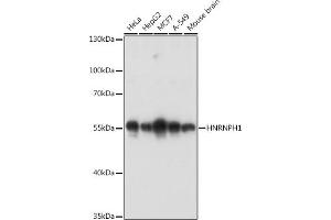 Western blot analysis of extracts of various cell lines, using HNRNPH1 antibody (ABIN6133752, ABIN6141911, ABIN6141912 and ABIN7101789) at 1:3000 dilution.