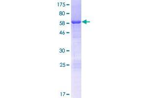 Hepatoma Derived Growth Factor-Like 1 (HDGFL1) (AA 1-251) protein (GST tag)