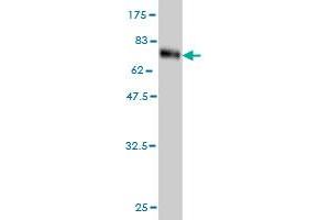 Western Blotting (WB) image for anti-Tensin 4 (TNS4) (AA 1-480) antibody (ABIN566613)