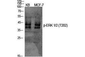 Western Blot (WB) analysis of specific cells using Phospho-ERK 1/2 (T202) Polyclonal Antibody. (ERK1/2 抗体  (pThr202))