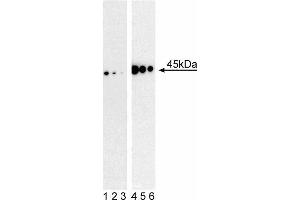 Western blot analysis of MEK1 (pS298) in mouse embryonic fibroblasts. (MEK1 抗体  (pSer298))