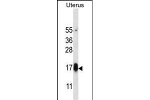 GPHB5 Antibody (C-term) (ABIN657157 and ABIN2846291) western blot analysis in human normal Uterus tissue lysates (35 μg/lane). (GPHB5 抗体  (C-Term))