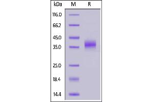 Biotinylated Cynomolgus NKp46, His,Avitag on  under reducing (R) condition. (NCR1 Protein (AA 22-257) (His tag,AVI tag,Biotin))