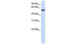 Image no. 1 for anti-Zinc Finger Protein 675 (ZNF675) (AA 146-195) antibody (ABIN6739451) (ZNF675 抗体  (AA 146-195))