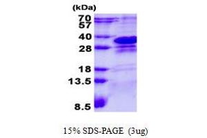 Image no. 1 for Charged Multivesicular Body Protein 1A (CHMP1A) protein (His tag) (ABIN6387087)