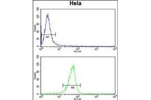 V17 Antibody (N-term) (ABIN652697 and ABIN2842465) flow cytometry analysis of Hela cells (bottom histogram) coared to a negative control cell (top histogram). (MPV17 抗体  (N-Term))