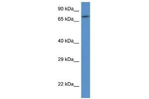 WB Suggested Anti-FAF1 AntibodyTitration: 1. (FAF1 抗体  (C-Term))
