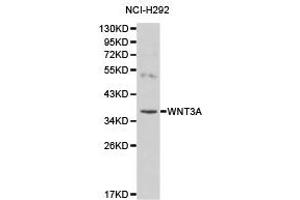 Western Blotting (WB) image for anti-Wingless-Type MMTV Integration Site Family, Member 3A (WNT3A) antibody (ABIN1875351) (WNT3A 抗体)