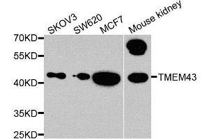 Western blot analysis of extracts of various cells, using TMEM43 antibody. (TMEM43 抗体)