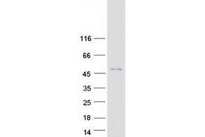 Western Blotting (WB) image for Small Nuclear RNA Activating Complex, Polypeptide 2, 45kDa (SNAPC2) protein (Myc-DYKDDDDK Tag) (ABIN2732312)