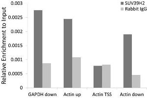 Chromatin immunoprecipitation analysis extracts of 293T cell line, using SUV39H2 antibody and rabbit IgG. (SUV39H2 抗体)