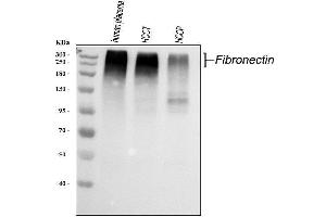 Western blot analysis of FN1 using anti-FN1 antibody (ABIN7603470).