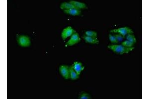 Immunofluorescence (IF) image for anti-Solute Carrier Family 1 (Glutamate Transporter), Member 7 (SLC1A7) (AA 115-220) antibody (ABIN7152247)