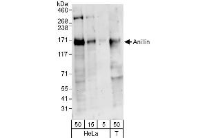 Western Blotting (WB) image for anti-Anillin, Actin Binding Protein (ANLN) (AA 1074-1124) antibody (ABIN7454747) (Anillin 抗体  (AA 1074-1124))