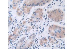IHC-P analysis of stomach tissue, with DAB staining. (Leptin 抗体  (AA 22-167))