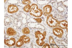 Immunoperoxidase of purified MaxPab antibody to PKLR on formalin-fixed paraffin-embedded human kidney. (PKLR 抗体  (AA 1-574))