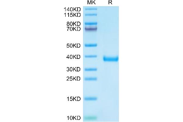 MFAP4 Protein (AA 60-293) (His tag)