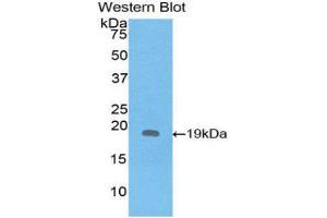Western Blotting (WB) image for anti-Interleukin 1 Receptor Antagonist (IL1RN) (AA 26-177) antibody (ABIN1859394) (IL1RN 抗体  (AA 26-177))