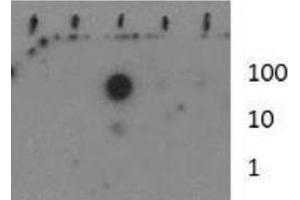 Dot Blot (DB) image for anti-Histone 3 (H3) (H3K37me) antibody (ABIN5706766)