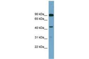 Image no. 1 for anti-Diacylglycerol Kinase, alpha 80kDa (DGKA) (AA 107-156) antibody (ABIN6743747) (DGKA 抗体  (AA 107-156))