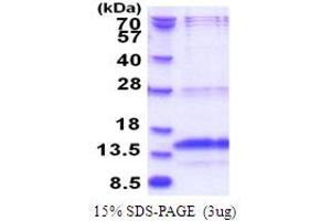 Polymerase (RNA) III (DNA Directed) Polypeptide K, 12.3 KDa (POLR3K) (AA 1-108) protein (His tag)