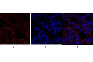 Immunofluorescence analysis of mouse lung tissue. (SMAD4 抗体  (AA 40-120))