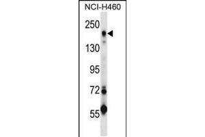 Western blot analysis in NCI-H460 cell line lysates (35ug/lane).