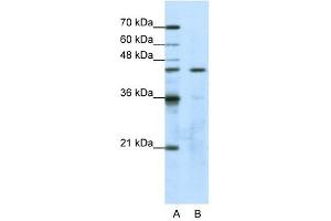 GTPBP9 antibody used at 1. (OLA1 抗体)