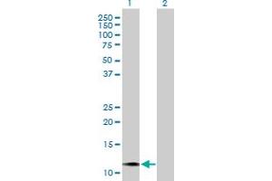 Western Blot analysis of MGP expression in transfected 293T cell line by MGP MaxPab polyclonal antibody. (MGP 抗体  (AA 1-103))