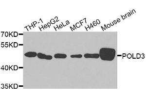 Western blot analysis of extracts of various cell lines, using POLD3 antibody. (POLD3 抗体  (AA 197-466))