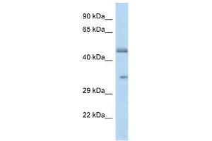 Western Blot showing OR2L8 antibody used at a concentration of 1. (OR2L8 抗体  (C-Term))