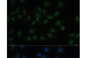 Immunofluorescence analysis of HeLa cells using CREB1 Polyclonal Antibody at dilution of 1:100. (CREB1 抗体)