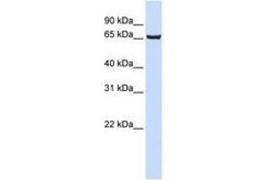 Image no. 1 for anti-SRY (Sex Determining Region Y)-Box 13 (SOX13) (AA 531-580) antibody (ABIN6741428) (SOX13 抗体  (AA 531-580))