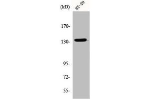 Western Blot analysis of HT29 cells using DNA Ligase I Polyclonal Antibody (LIG1 抗体  (N-Term))