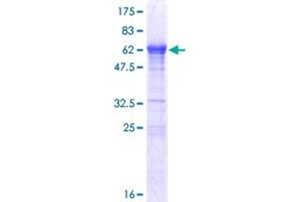 LCORL Protein (AA 1-318) (GST tag)