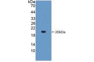 Western blot analysis of recombinant Pig IL1b. (IL-1 beta 抗体  (AA 95-262))