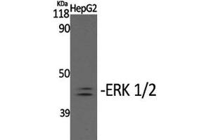 Western Blot analysis of HepG2 cells with Phospho-ERK 1/2 (Tyr204) Polyclonal Antibody at dilution of 1:2000 (ERK1/2 抗体  (pTyr204))