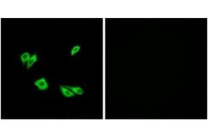 Immunofluorescence analysis of HepG2 cells, using Dab1 (Ab-220) Antibody.
