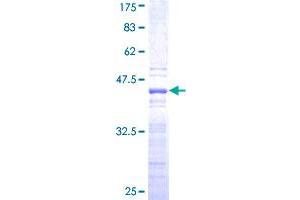 SCML2 Protein (AA 251-350) (GST tag)
