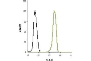 Indirect flow cytometry analysis of fixed and permeabilized HL-60 (human promyelocytic leukemia cells) cell line: (black line) Unstained cells + goat-anti-rabbit-FITC. (HVCN1 抗体  (Intracellular, N-Term))