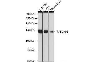 Western blot analysis of extracts of various cell lines using RABGAP1 Polyclonal Antibody at dilution of 1:1000. (RABGAP1 抗体)
