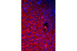 IF analysis of SLC10A1 using anti- SLC10A1 antibody (ABIN3043337).